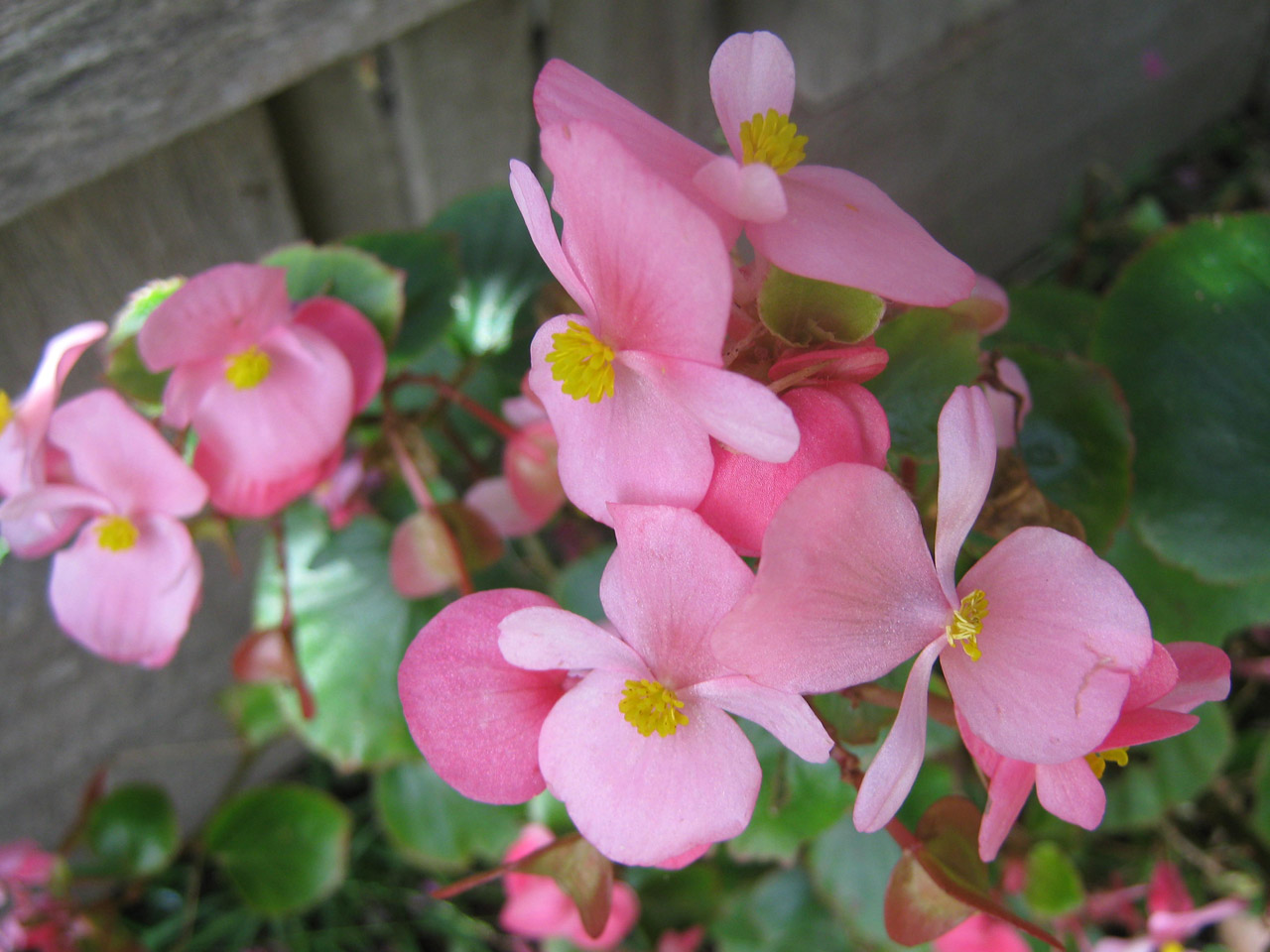 Low Maintenance Annuals for Shade Echter's Garden Talk