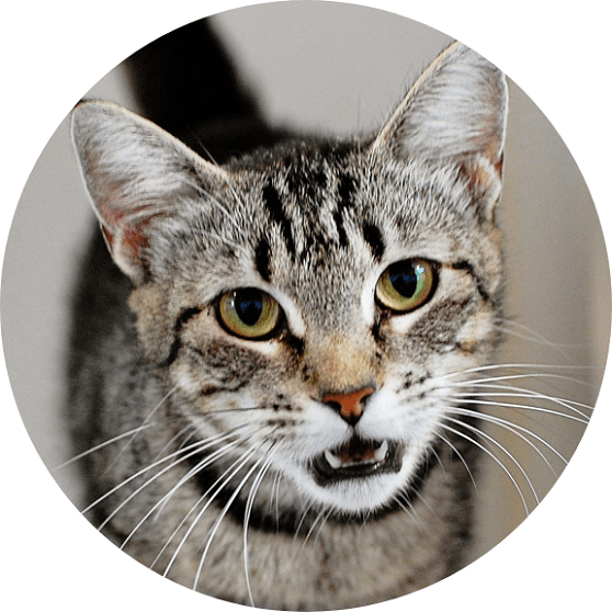 Pet Boarding & Grooming in Santa Rosa Beach Emerald Coast Kennel 32459