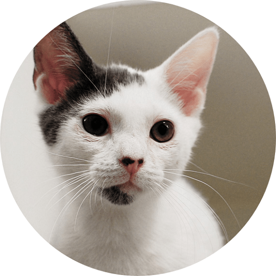 Pet Boarding & Grooming in Santa Rosa Beach Emerald Coast Kennel 32459