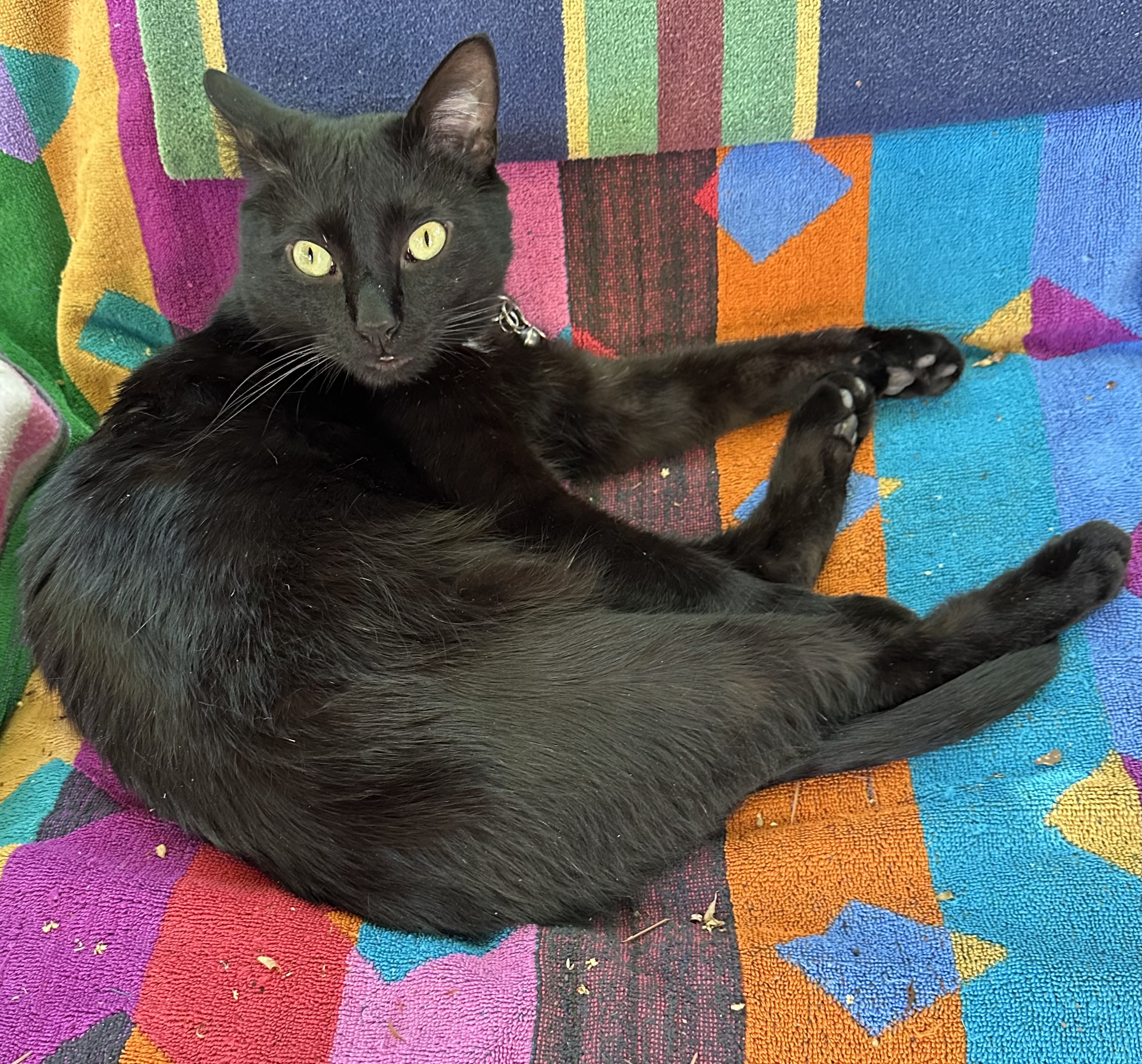 Quantum Cat Bluster & Absurdity