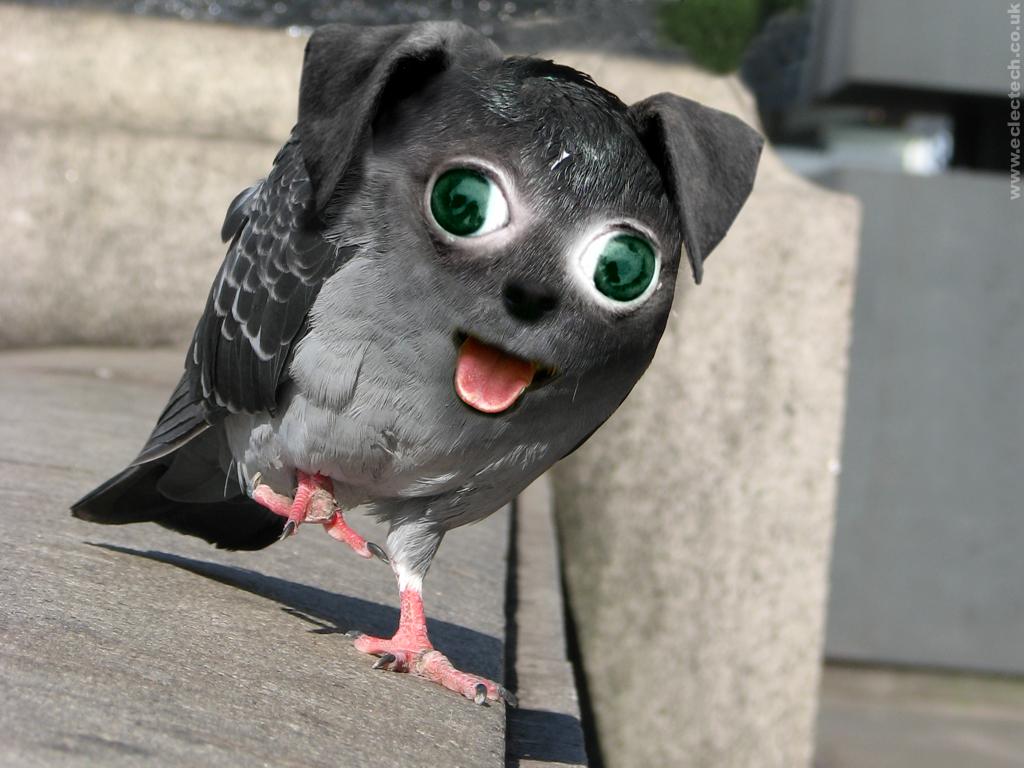 Pigeon Dog on the south bank of the Thames