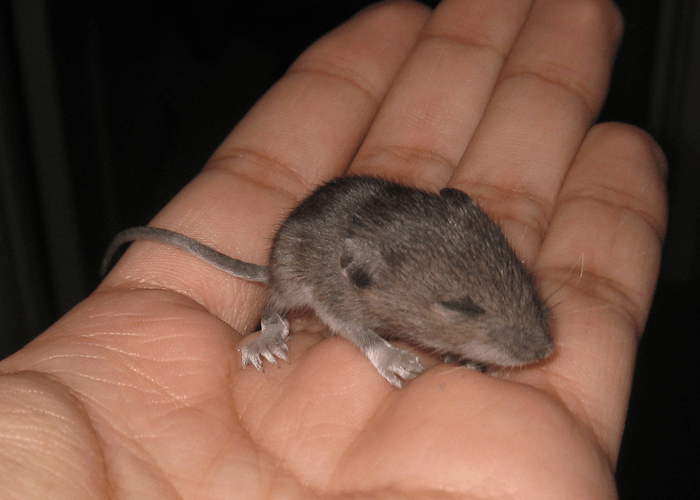 Found A Mouse In The House Are There More House Poster