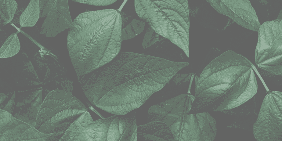 Decorative Image | The Earth Element in Witchcraft, Magick, Paganism and the Occult | The Earth element represents the physical world, which includes the planet we live on, our bodies, and everything else that exists within the physical realm.
