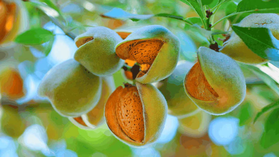 Decorative image of almonds on a tree