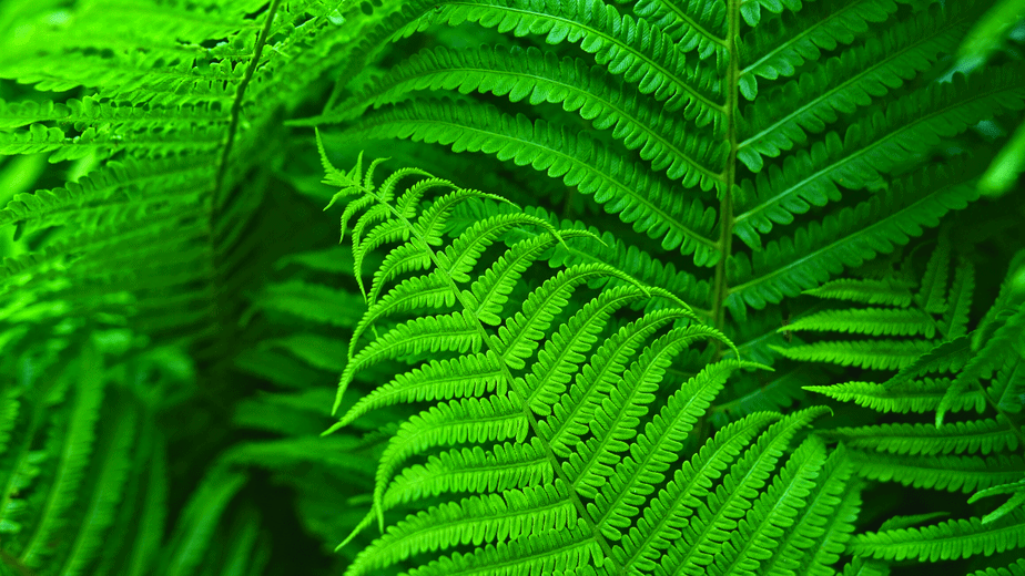 Decorative image of verdant ferns