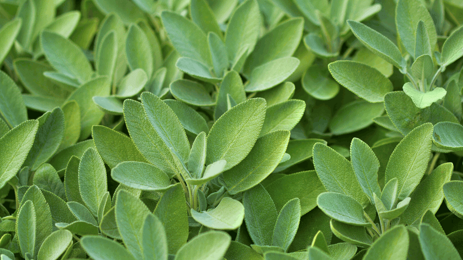 Decorative image of sage plants