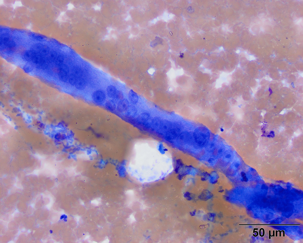 Musculoskeletal eClinpath
