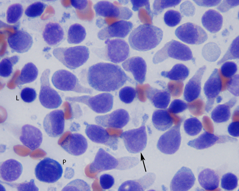Cytology eClinpath
