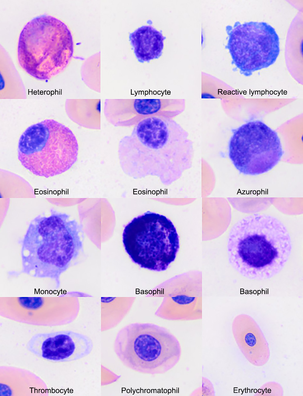 Turtle blood eClinpath