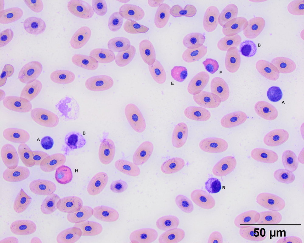 Turtle blood eClinpath
