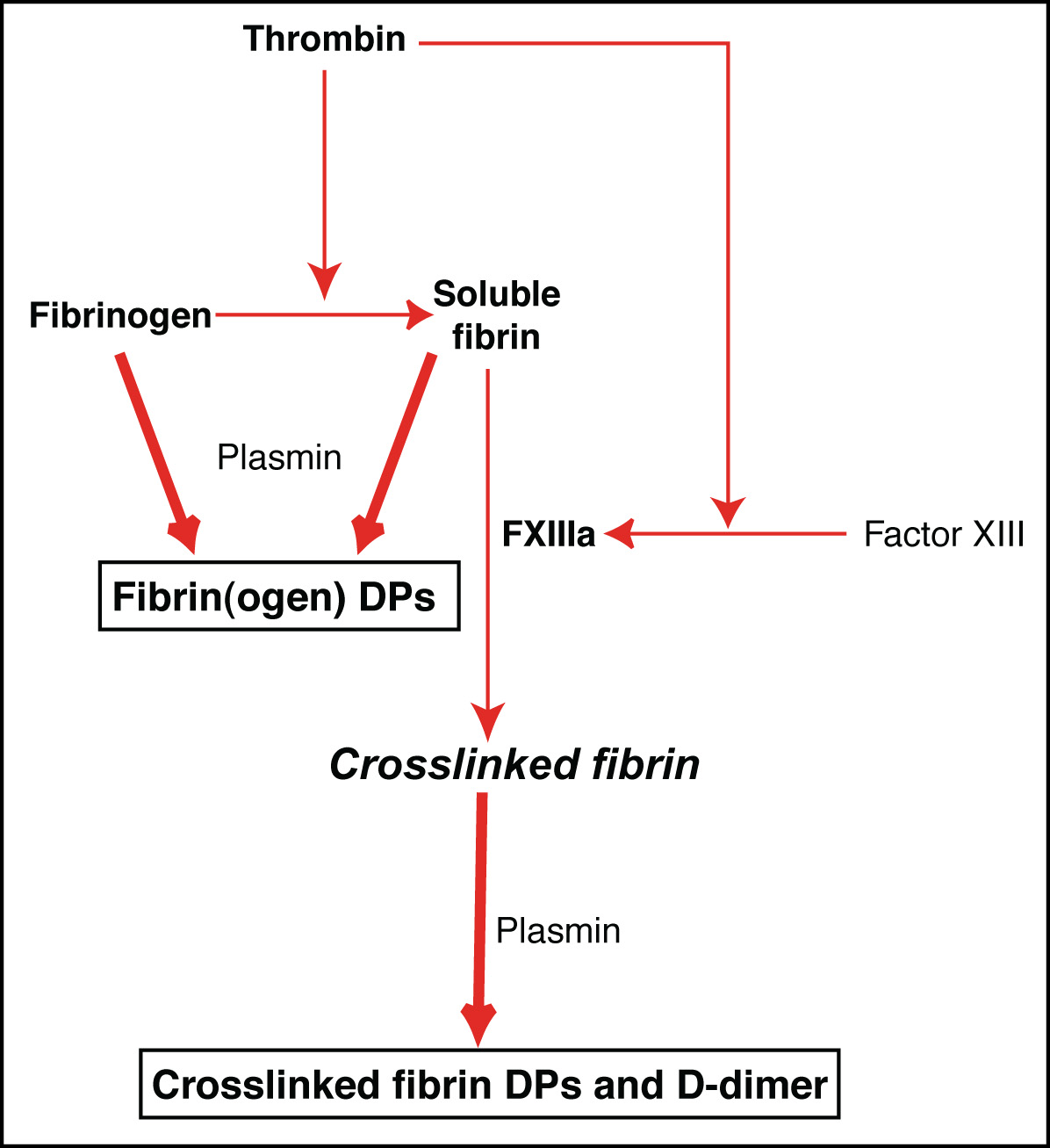 Action of plasmin on fibrinogen or fibrin eClinpath