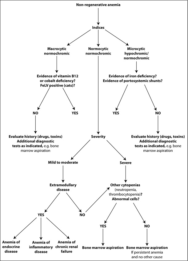 Diagnostic algorithm for nonregenerative anemia eClinpath