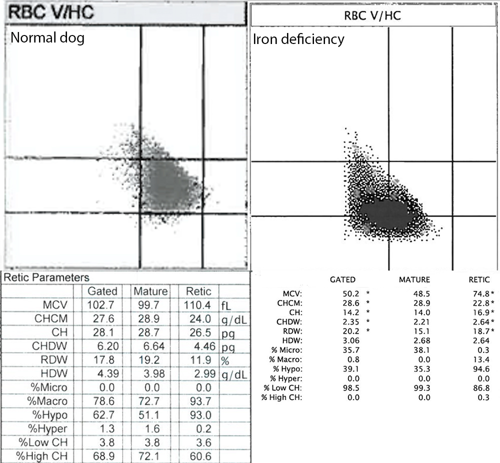 ADVIA reticulocyte indices in a clinically healthy dog and dog with