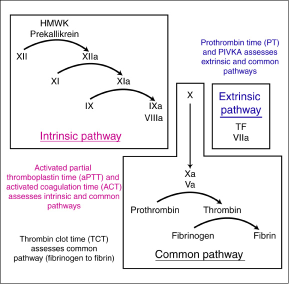 Coagulation assays eClinpath