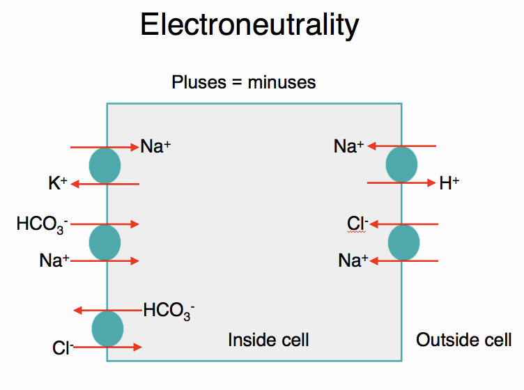 The concept of electroneutrality eClinpath