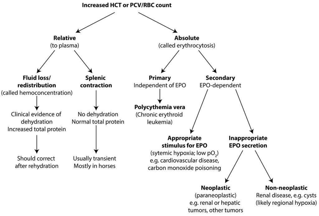 Mechanistic algorithm for an increased hematocrit or red blood cell