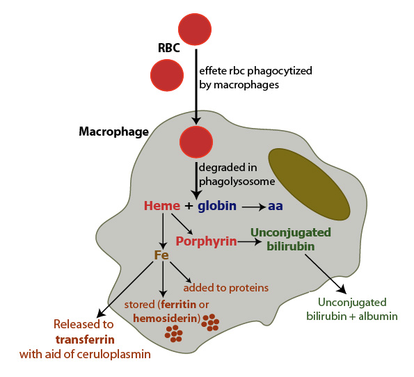 Heme metabolism in macrophages eClinpath