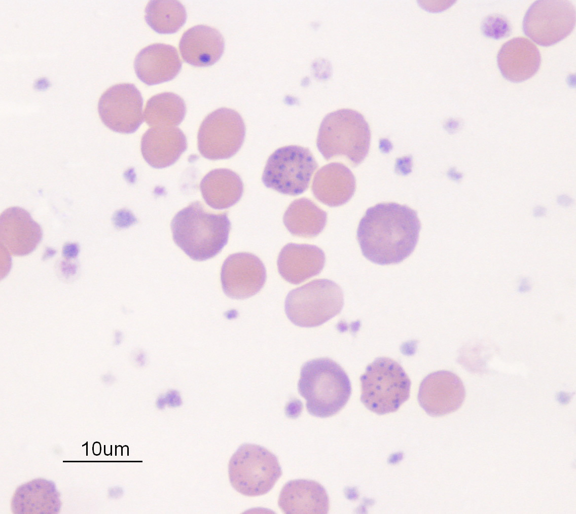 regenerative anemia ruminant eClinpath