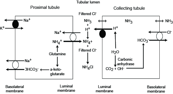 Renal tubular production of ammonia eClinpath