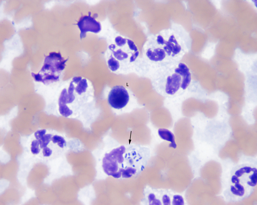 Septic joint inflammation in a horse eClinpath