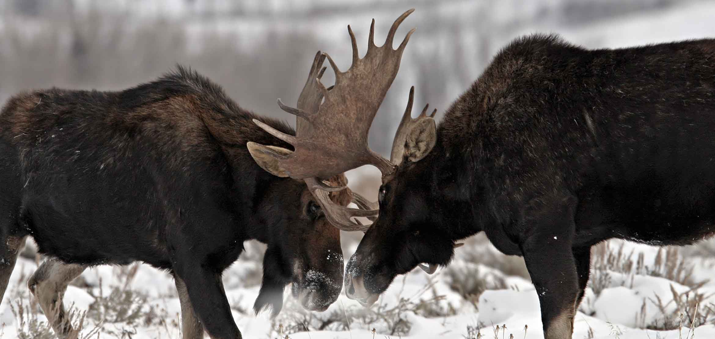 Moose Eclipse Broadheads