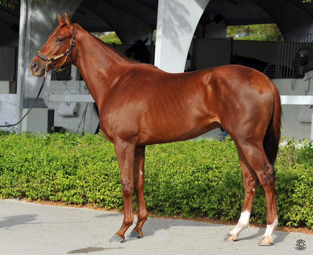 Capo Bastone Eclipse Thoroughbred Partners