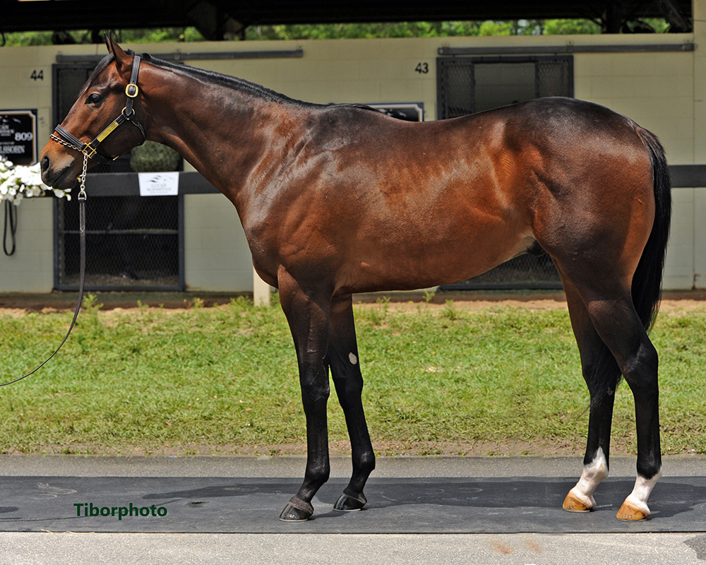 Jam Session Eclipse Thoroughbred Partners