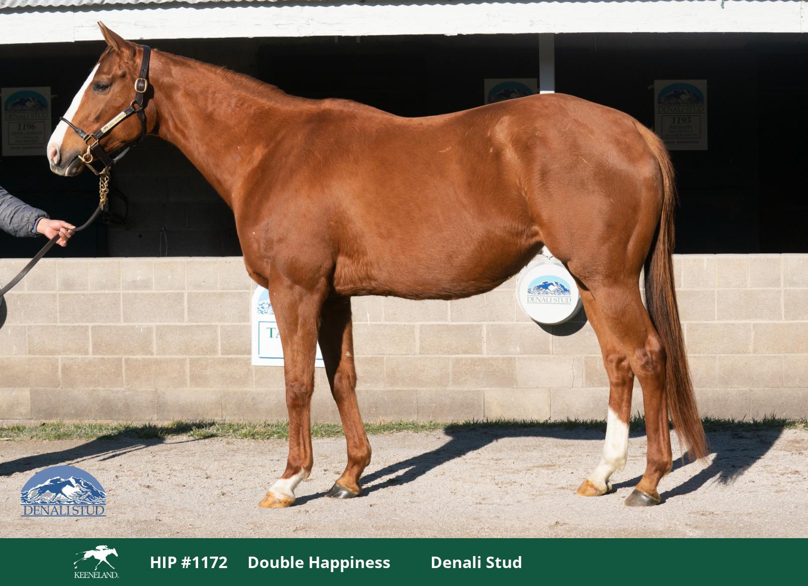 Eclipse Horse Pedigree at Lula Atchley blog