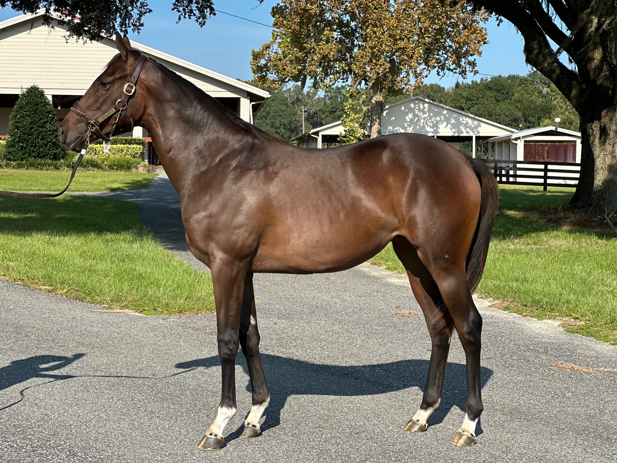 Eclipse Horse Pedigree at Lula Atchley blog