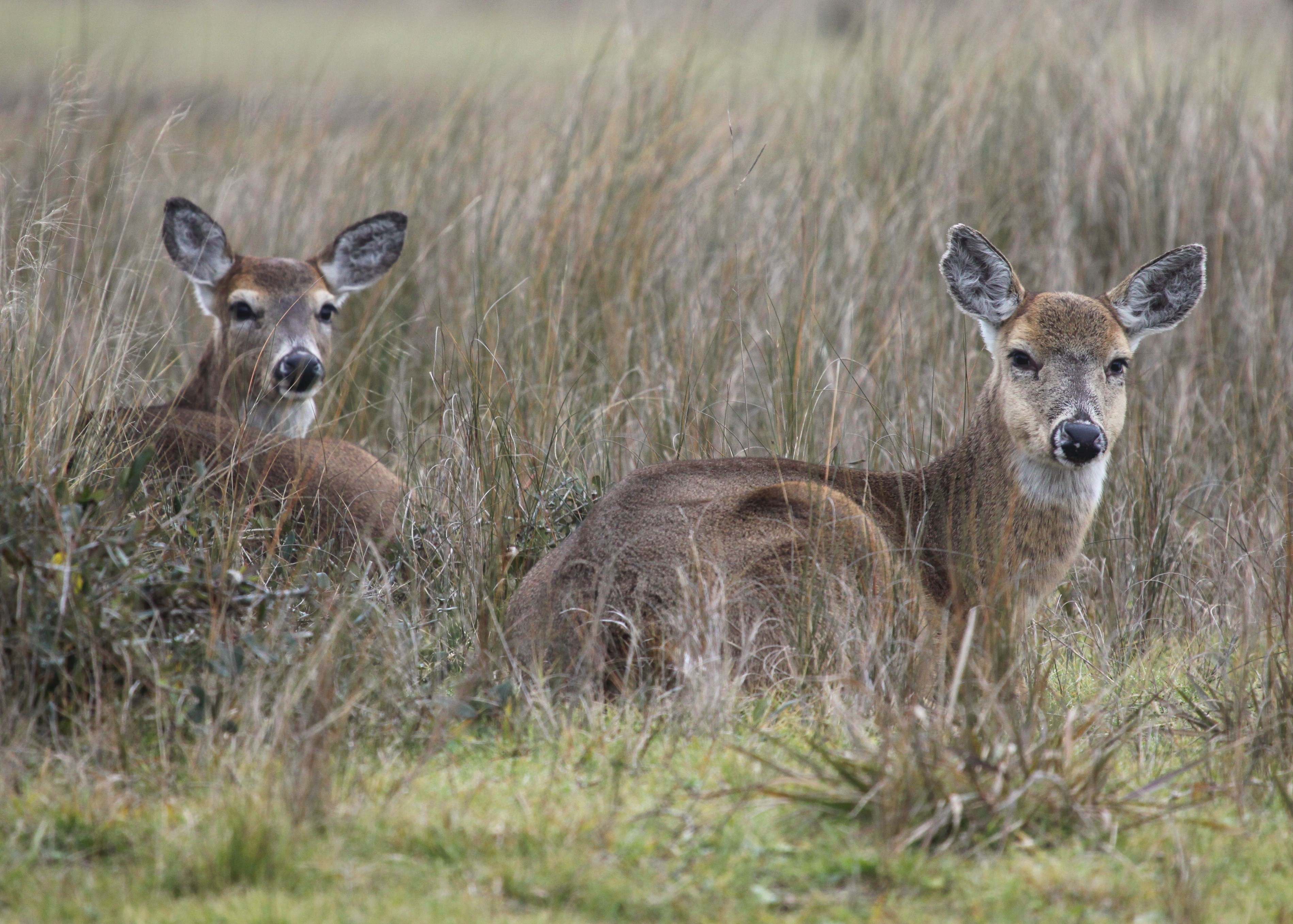 The WhiteTailed Deer The Nature Corner