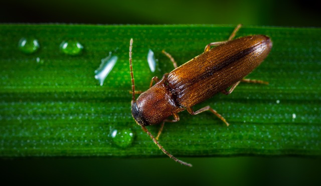 Wood Boring Insects EcoGuard Pest Control Inc