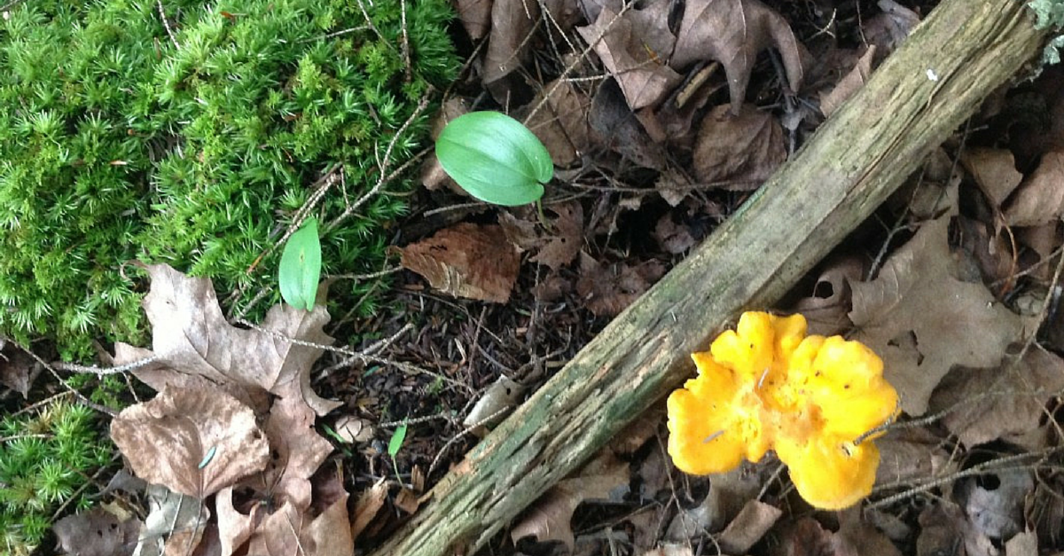Foraging for Chanterelles Eco18