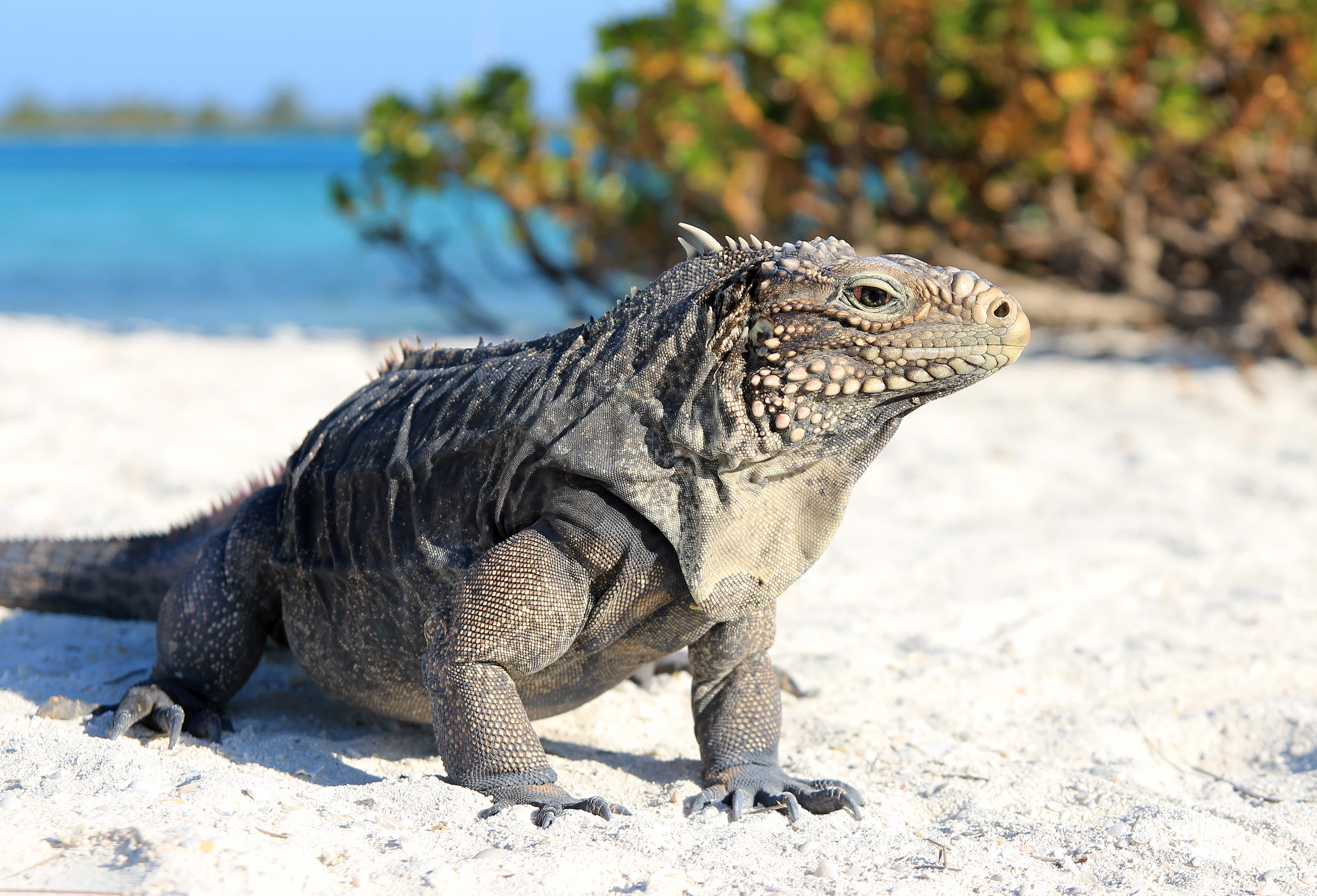 Cuba…A Land of Discovery Eco18