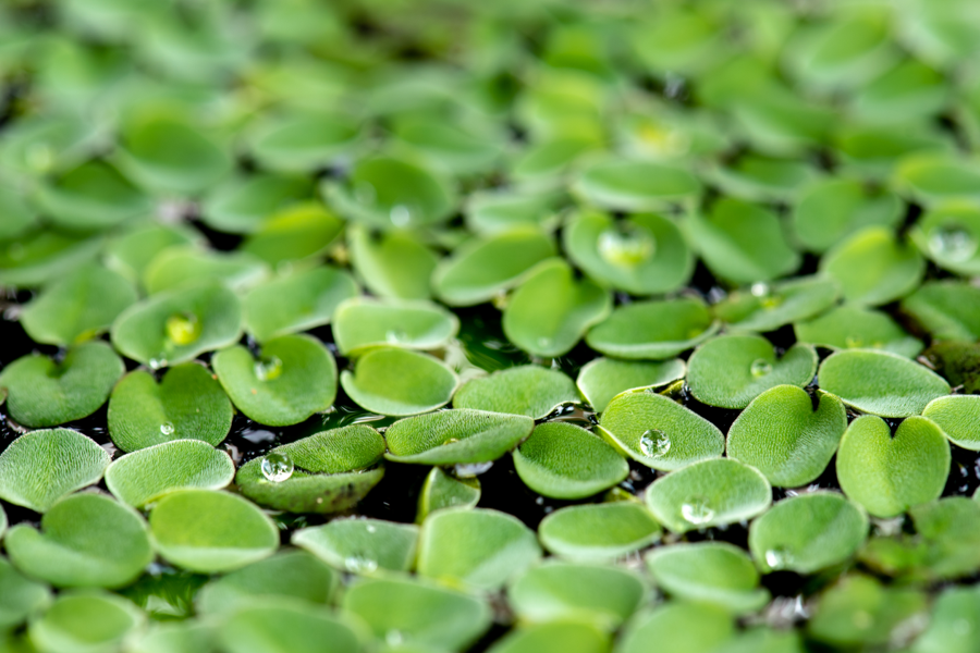 Is Duckweed the Superhero of the Plant Kingdom? Eco18
