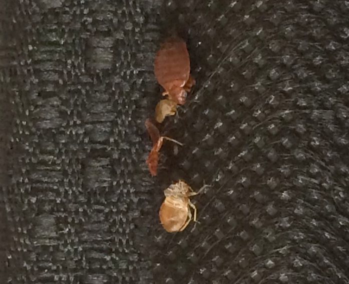 Pest Library Eco Advantage Pest Control