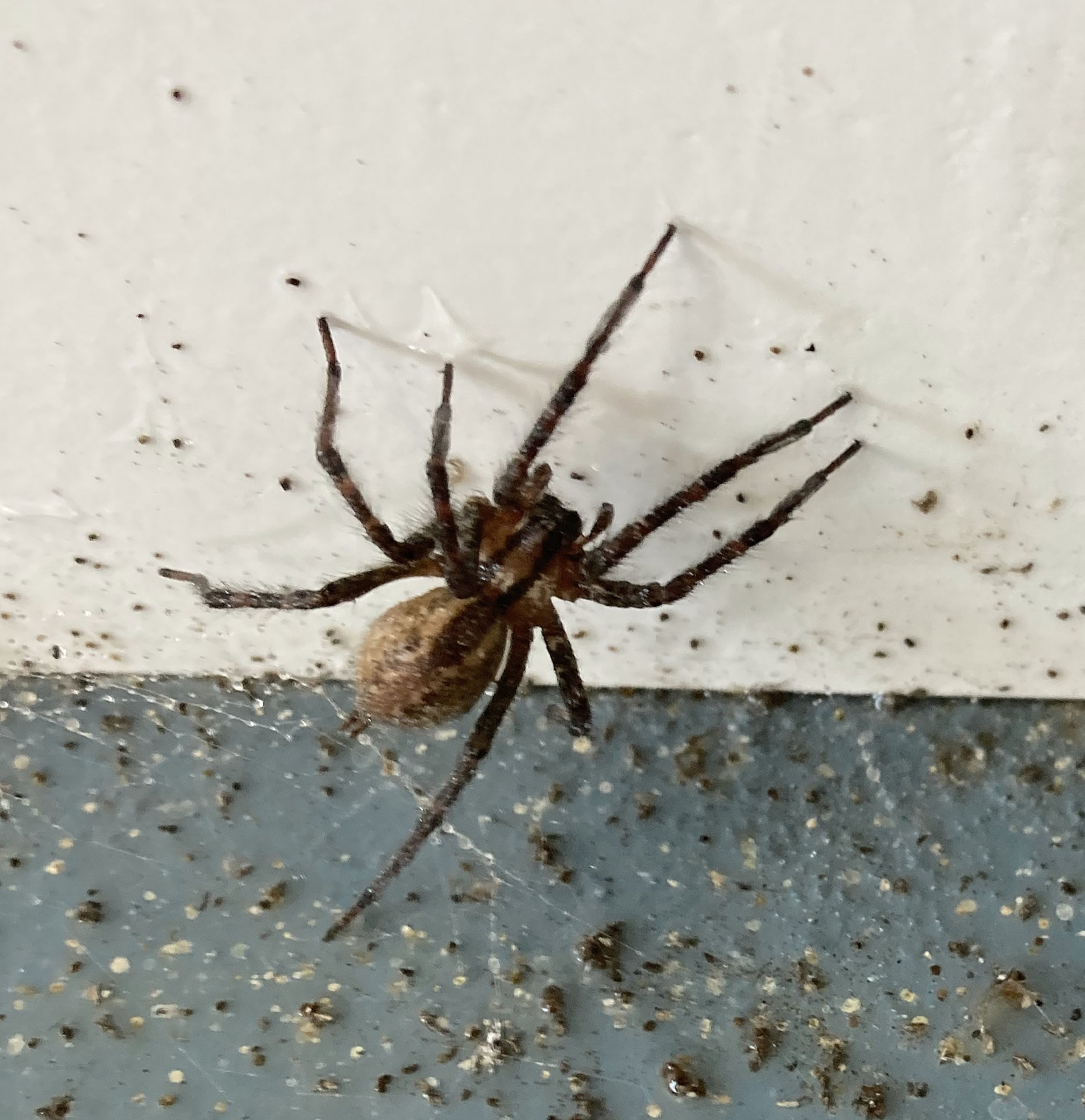 Pest Library Eco Advantage Pest Control