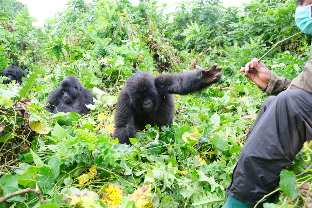 Exclusive Gorilla Trekking in DR Congo Eco Adventure Safaris