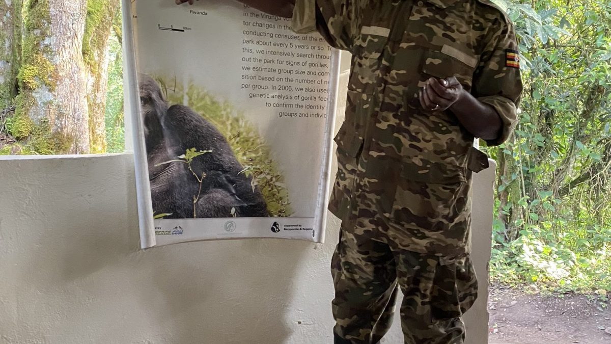 Is Congo safe to go for gorilla trekking Eco Adventure Safaris