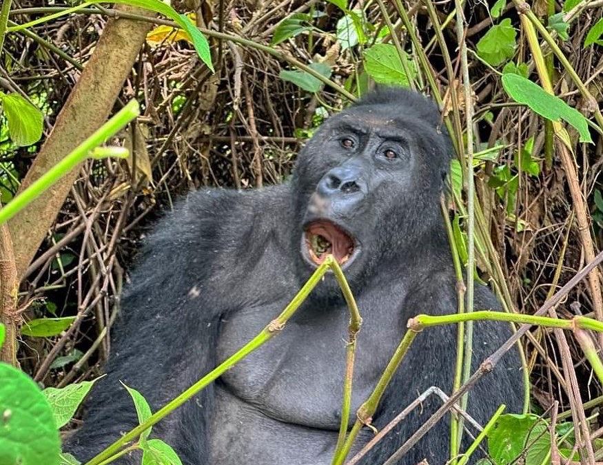 Fly from London Heathrow to Kigali and trek gorillas in Rwanda