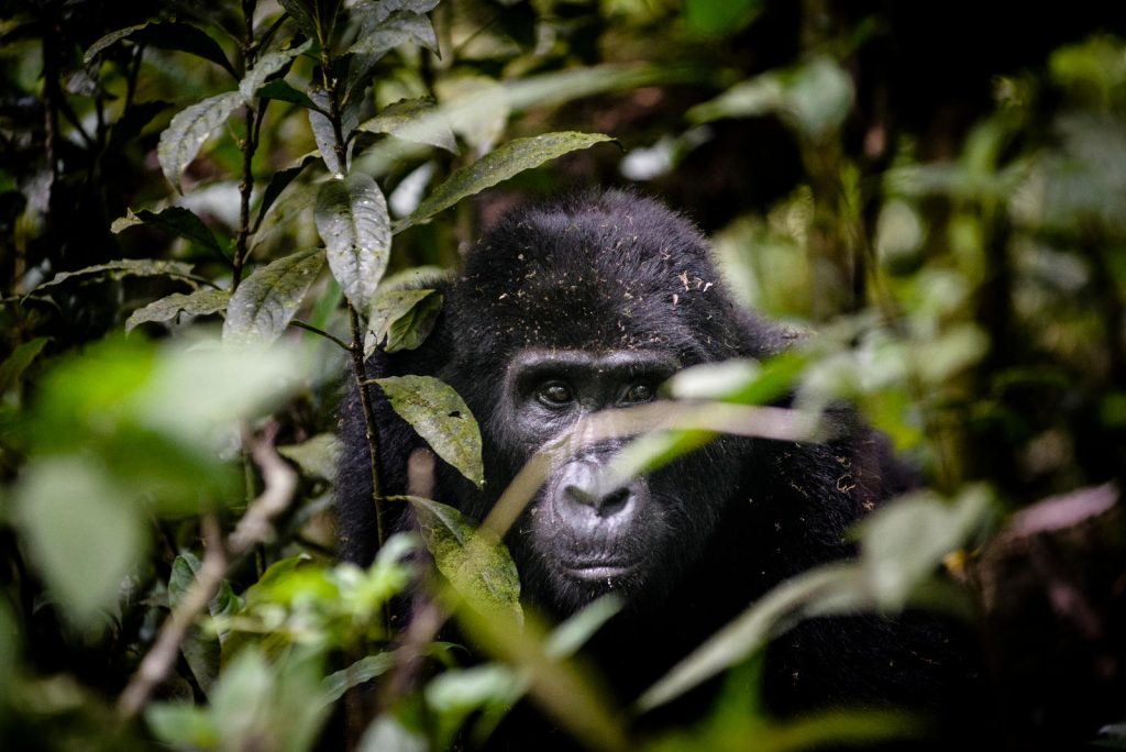 Why do gorillas beat their chest Eco Adventure Safaris
