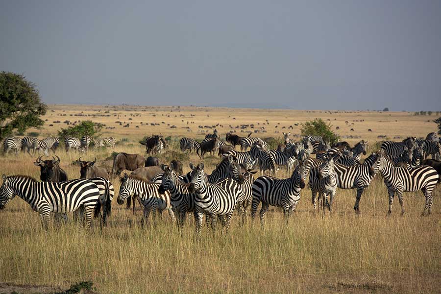 Exclusive African Safari Tours and Packages for 2025 Eco Adventure Safaris