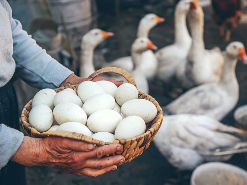 Wild Egg Nutrition What You Need to Know in 2024