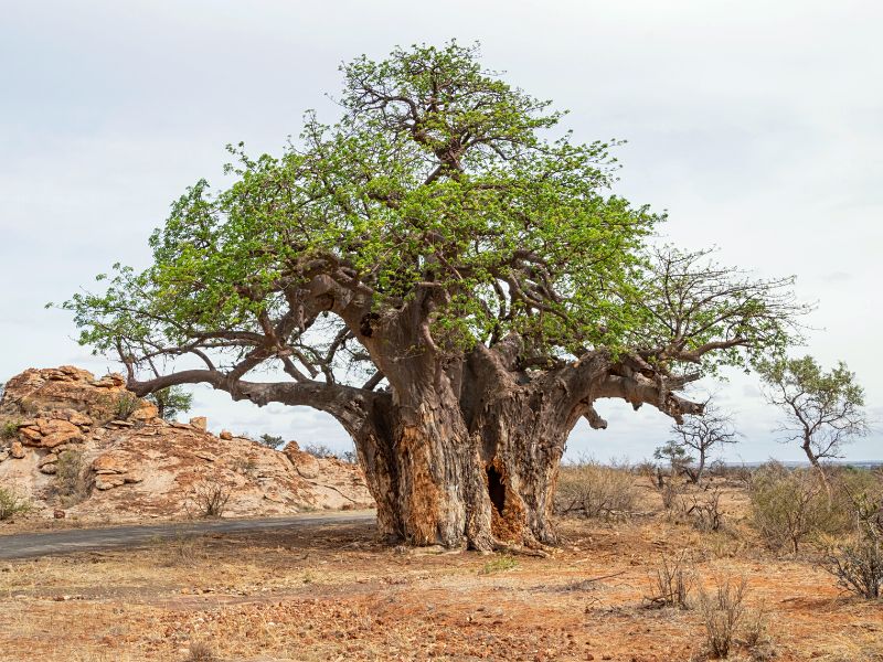 The World’s Most Endangered Plants in 2024