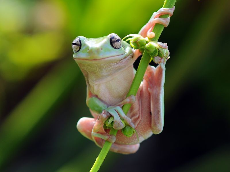 11 Invasive Species in Hawaii Causing Environmental Havoc