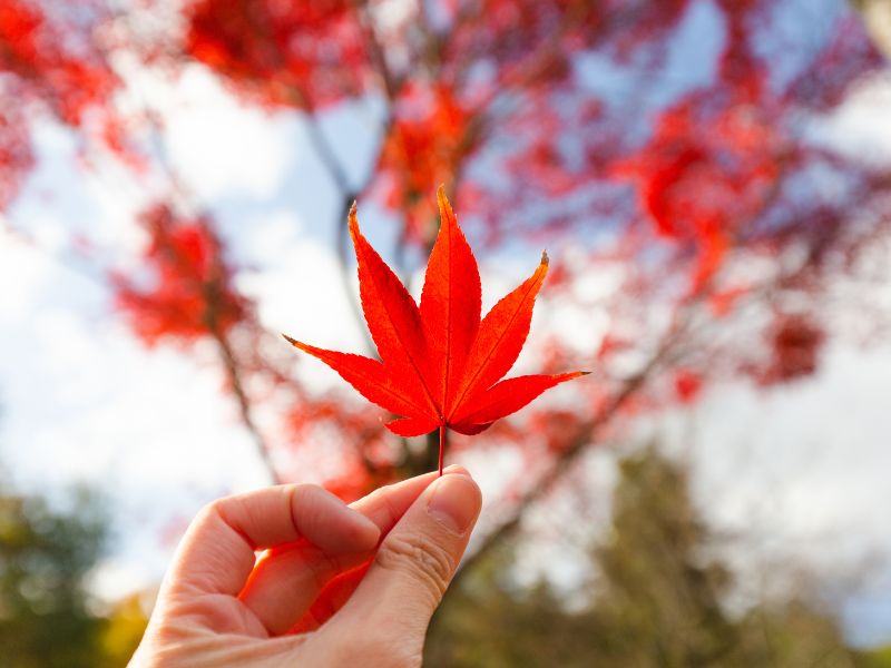 Which Trees Grow the Fastest? Our Top 8 Picks for Fast Growing Trees