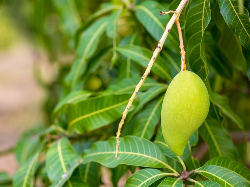How To Grow Mangoes from Seed and Enjoy Fresh Fruit at Home