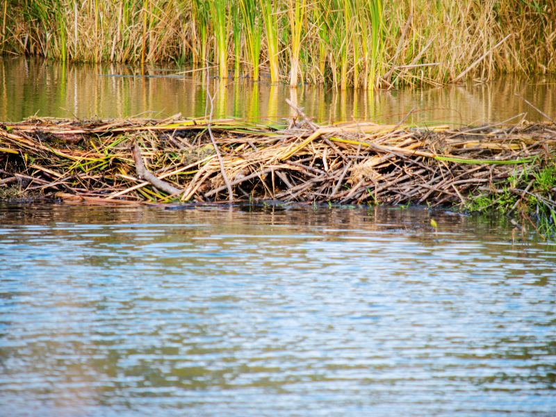 Importance of Beaver Dams in Water Conservation Best Guide