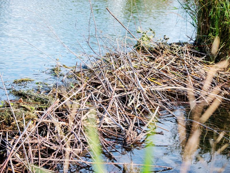 Importance of Beaver Dams in Water Conservation Best Guide