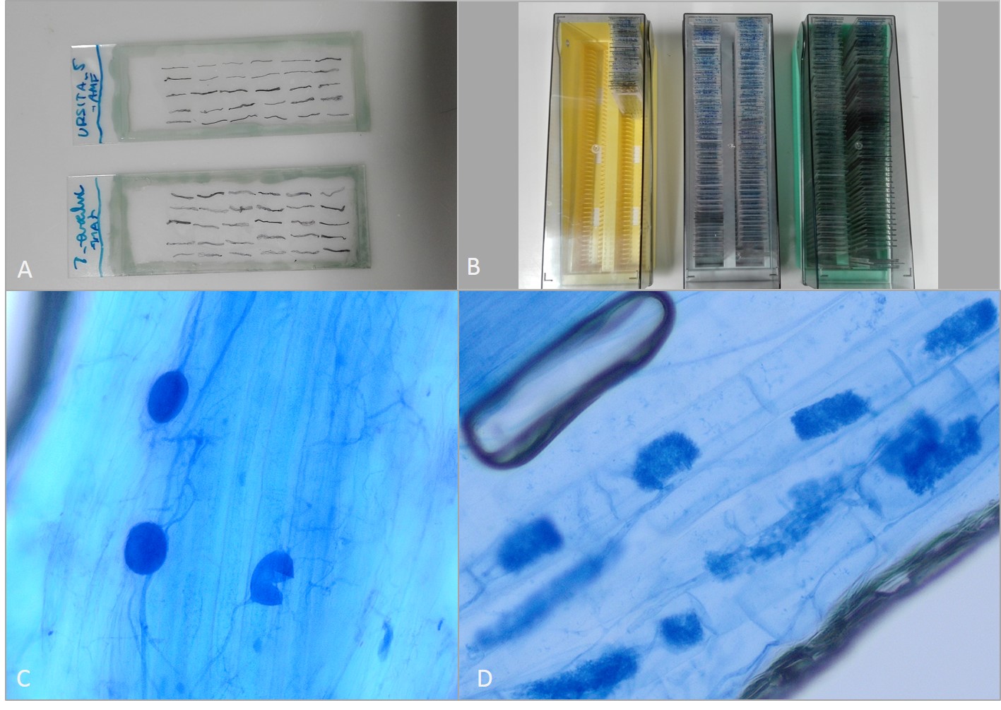 BOKU presented permanent microscope slides Ecobreed