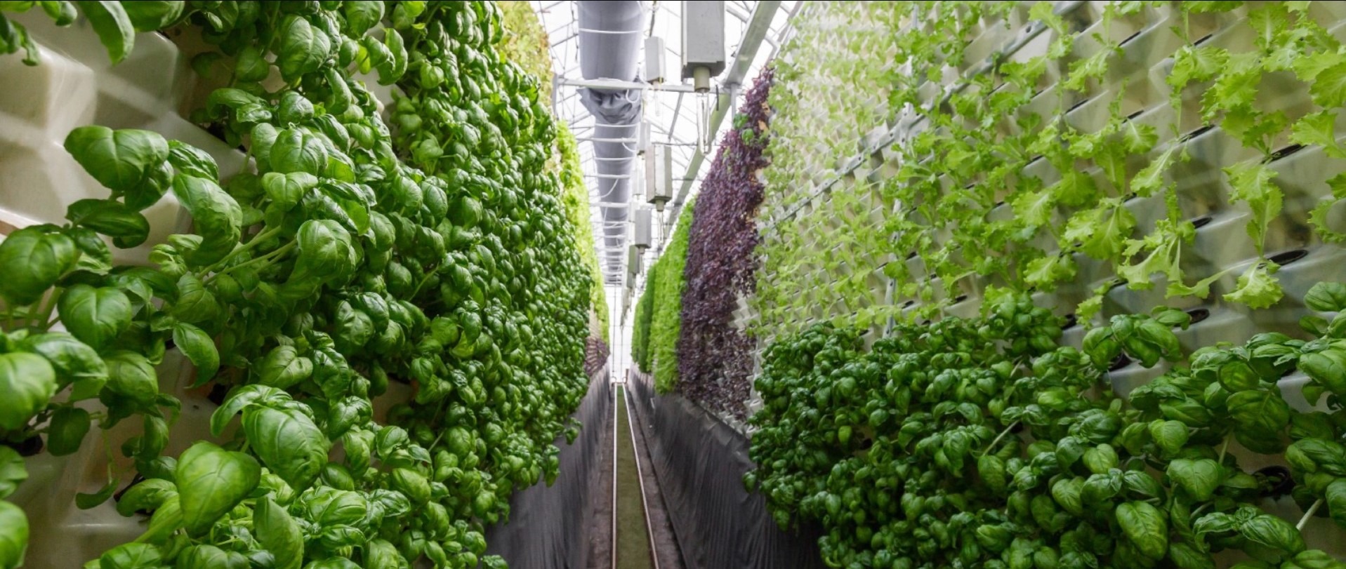 What is Vertical Farming? EcoCation